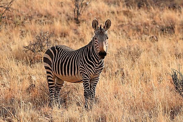 Cape Mountain Zebra