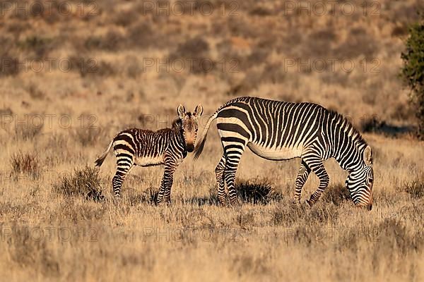 Cape Mountain Zebra