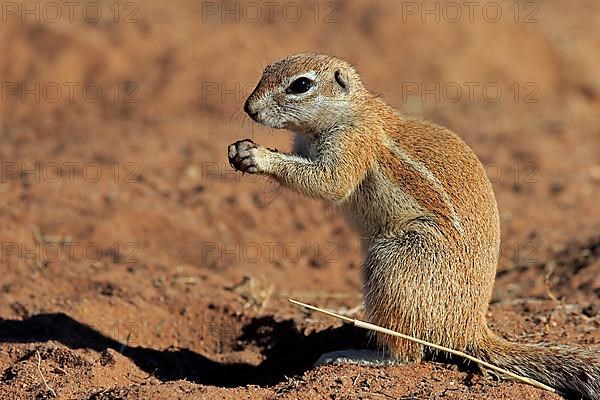 Cape ground squirrel