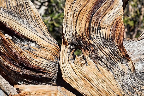 Gnarled tree trunk