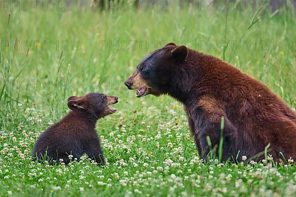 Black bear