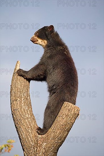 Sun bear