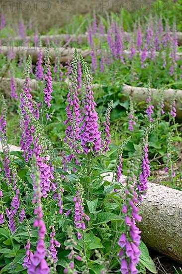 Common foxglove