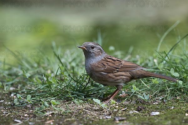 Dunnock