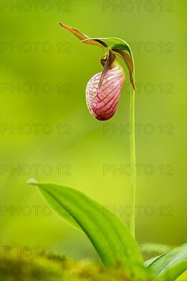 Lady slipper orchid