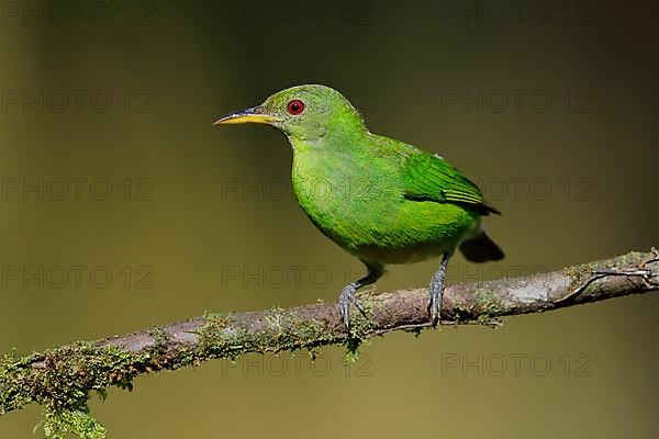 Green honeycreeper