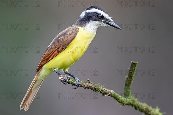 Great kiskadee