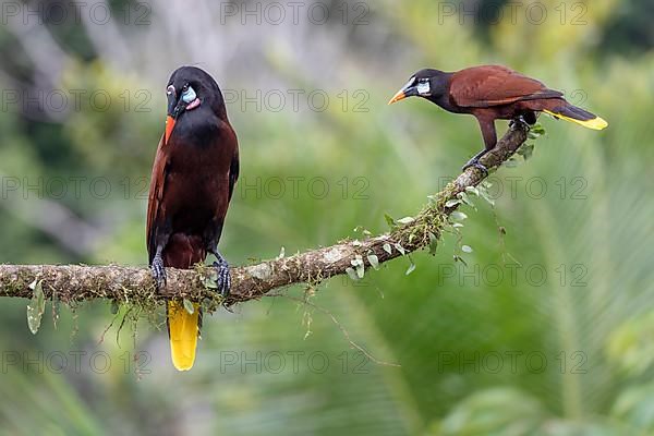 Montezuma Oropendola