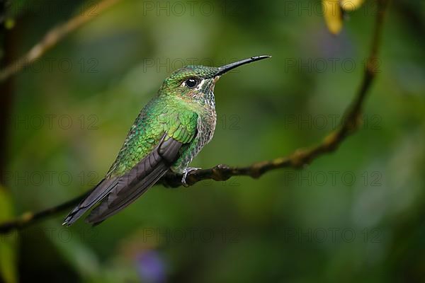 Green-crowned brilliant