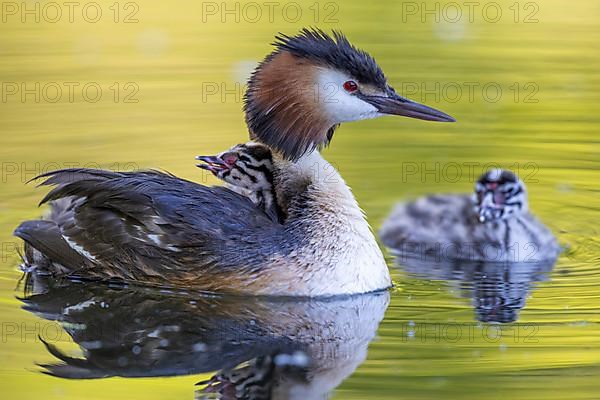 Great Crested Grebe