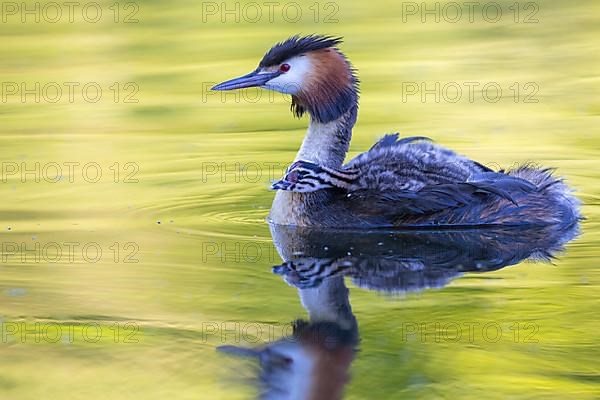 Great Crested Grebe