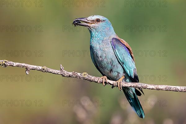 European roller