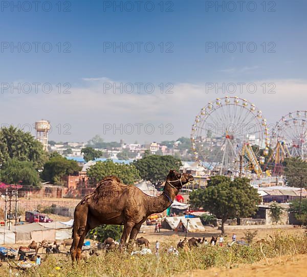 Camels at Pushkar Mela