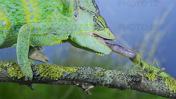 Close-up of mature Veiled chameleon