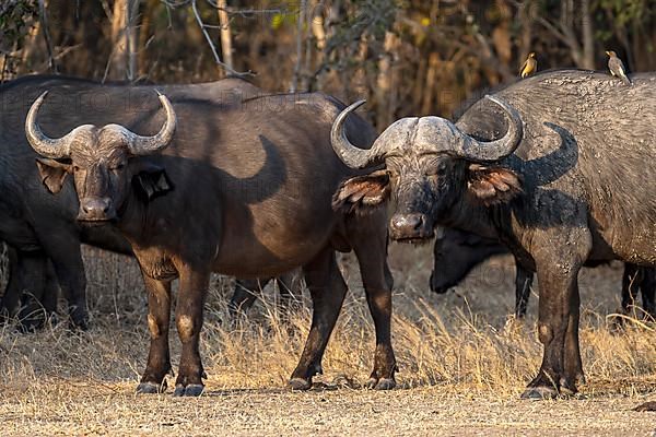 African buffalo