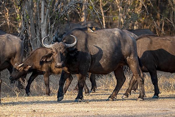 African buffalo