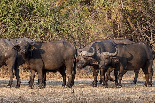 African buffalo