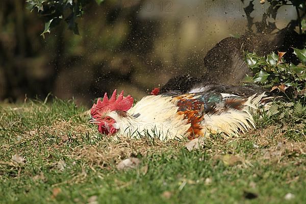 Domestic chicken