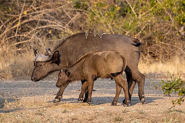 African buffalo