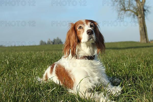 Hunting dog Irish Setter