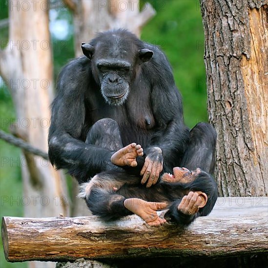 Western chimpanzee