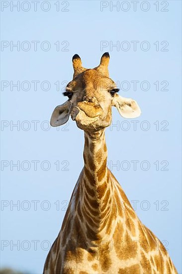 Giraffe