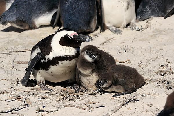 African penguin