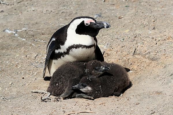 African penguin