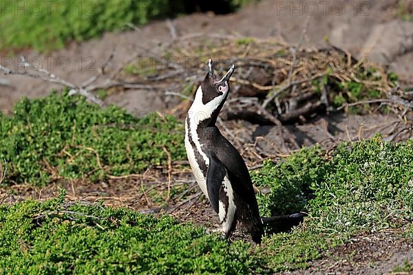 African penguin