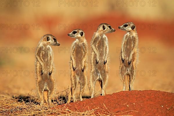 Meerkats