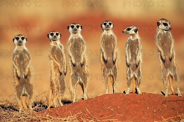 Meerkats