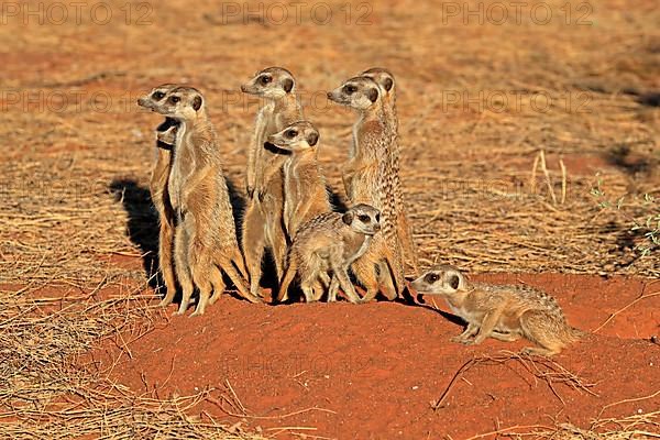 Meerkats