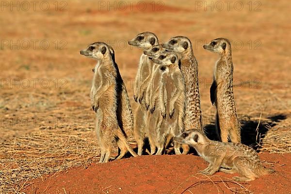 Meerkats