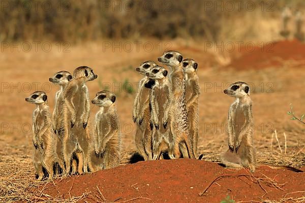 Meerkats