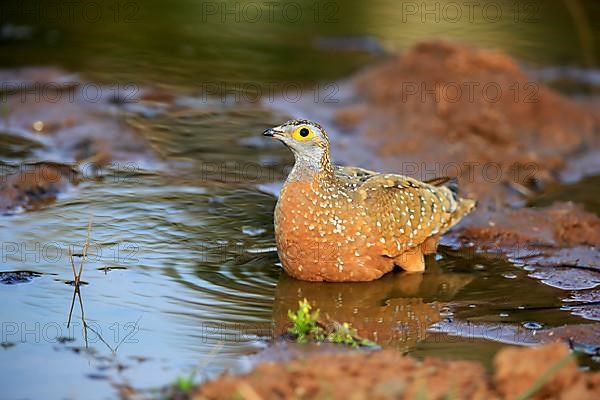 Burchell's sandgrouse