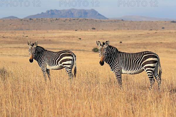 Cape Mountain Zebra