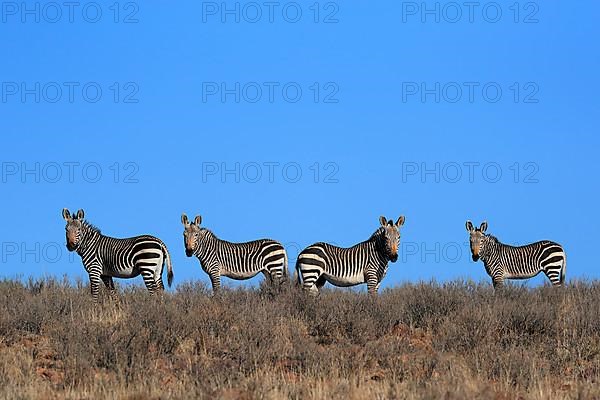 Cape Mountain Zebra