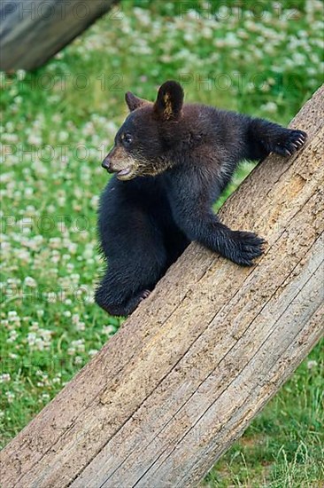 Black bear