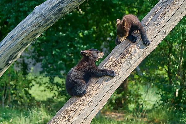 Black bear