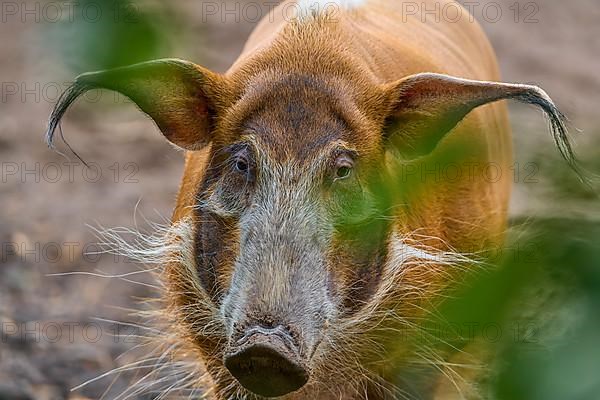 Brush-eared pig