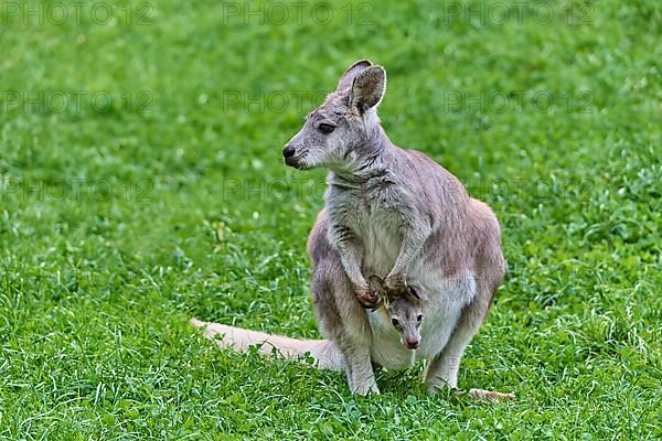 Common Wallaroo