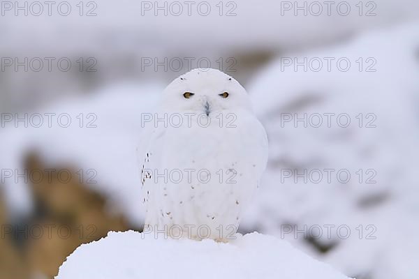 Snowy Owl