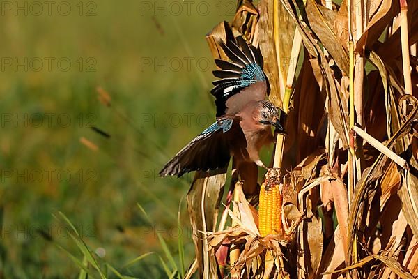 Eurasian jay