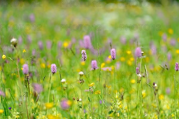 Mountain meadow with wildflowers