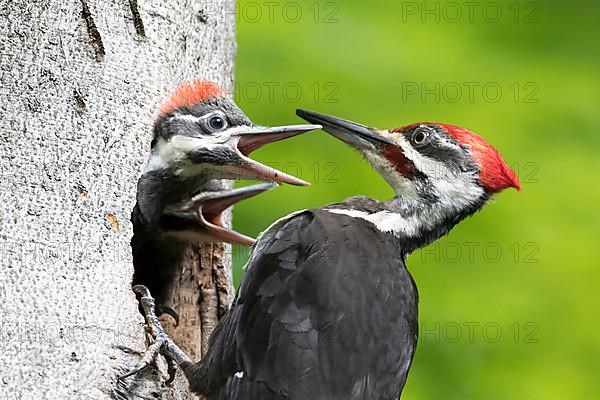 Pileated woodpecker