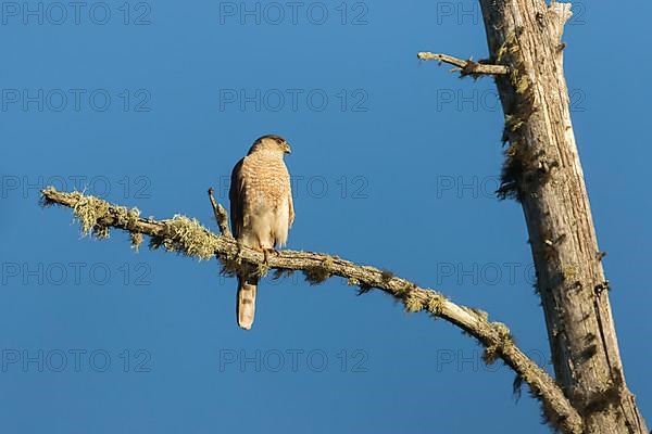 Sharp-shinned hawk