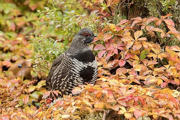 Spruce grouse