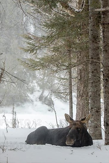 A bull moose is resting in the snow. Alces americanus Gaspesie national park