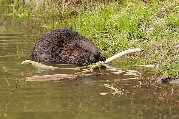 North American beaver