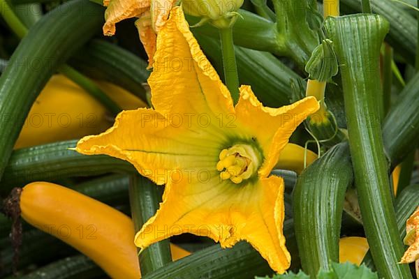 Zucchini